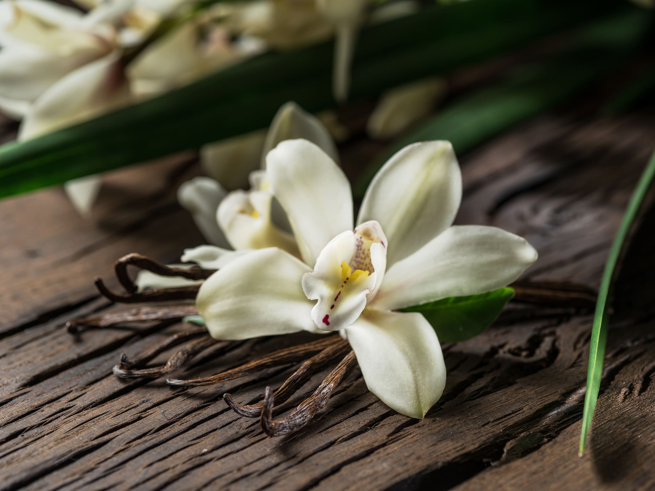 Starwest Botanicals Essential Oil - Vanilla Oleoresin - 1/3 oz (10ml)